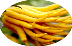 香格里拉