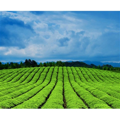 茶园