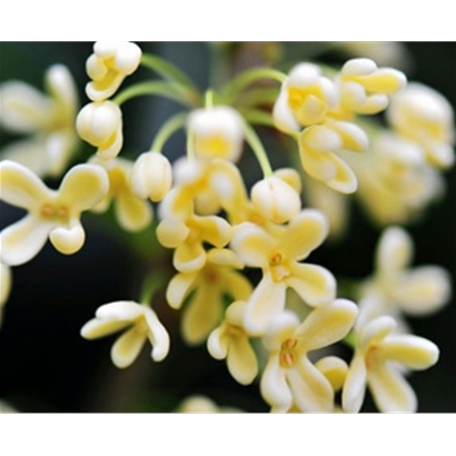八月桂花