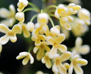 八月桂花