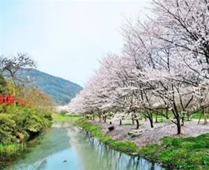 樱花泉