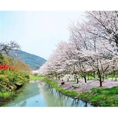 樱花泉